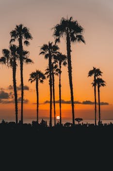Silhouette of palm trees overlooking a breathtaking sunset at Laguna Beach, CA.
